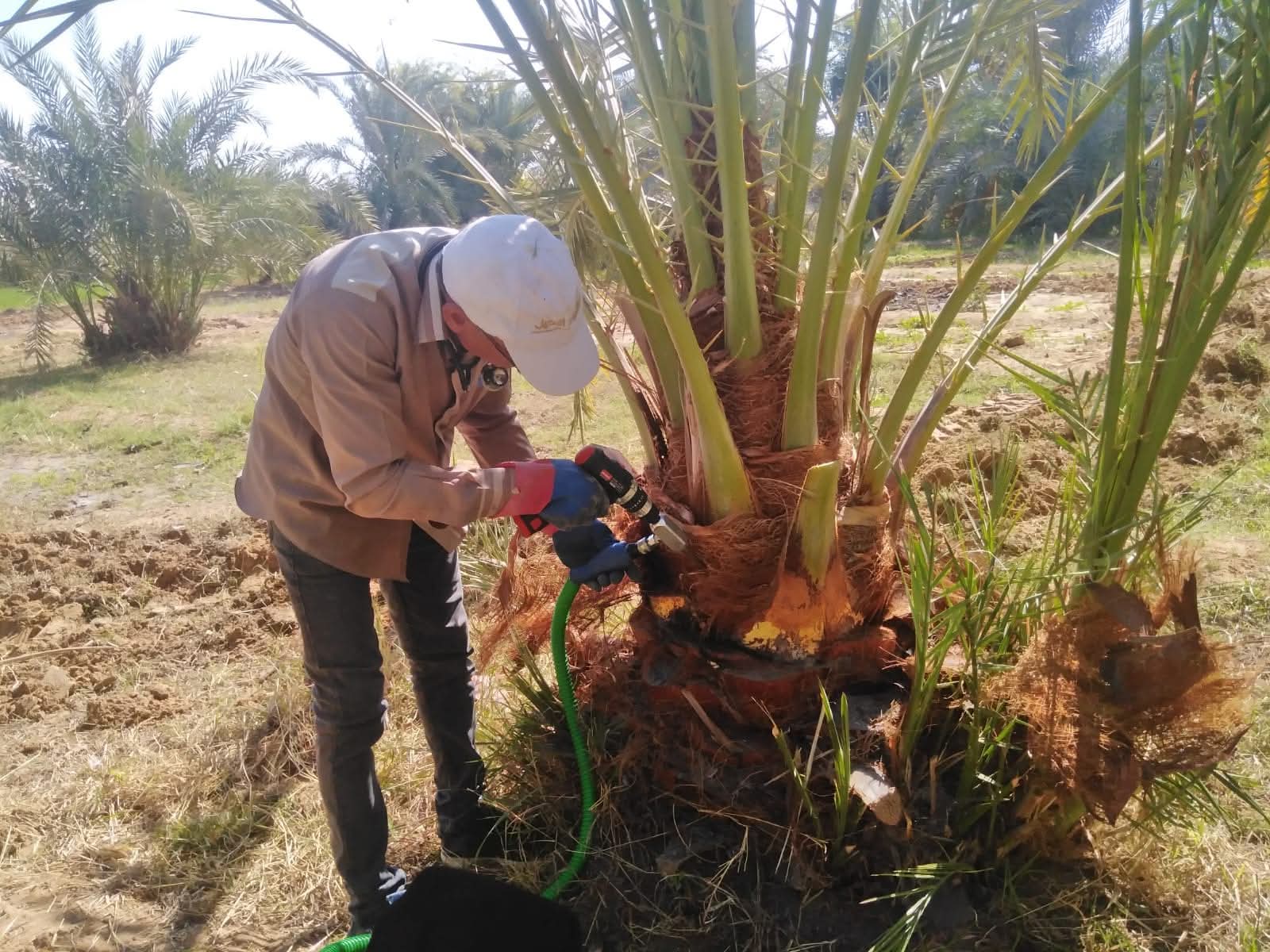 تنفيذ أعمال مكافحة سوسة النخيل