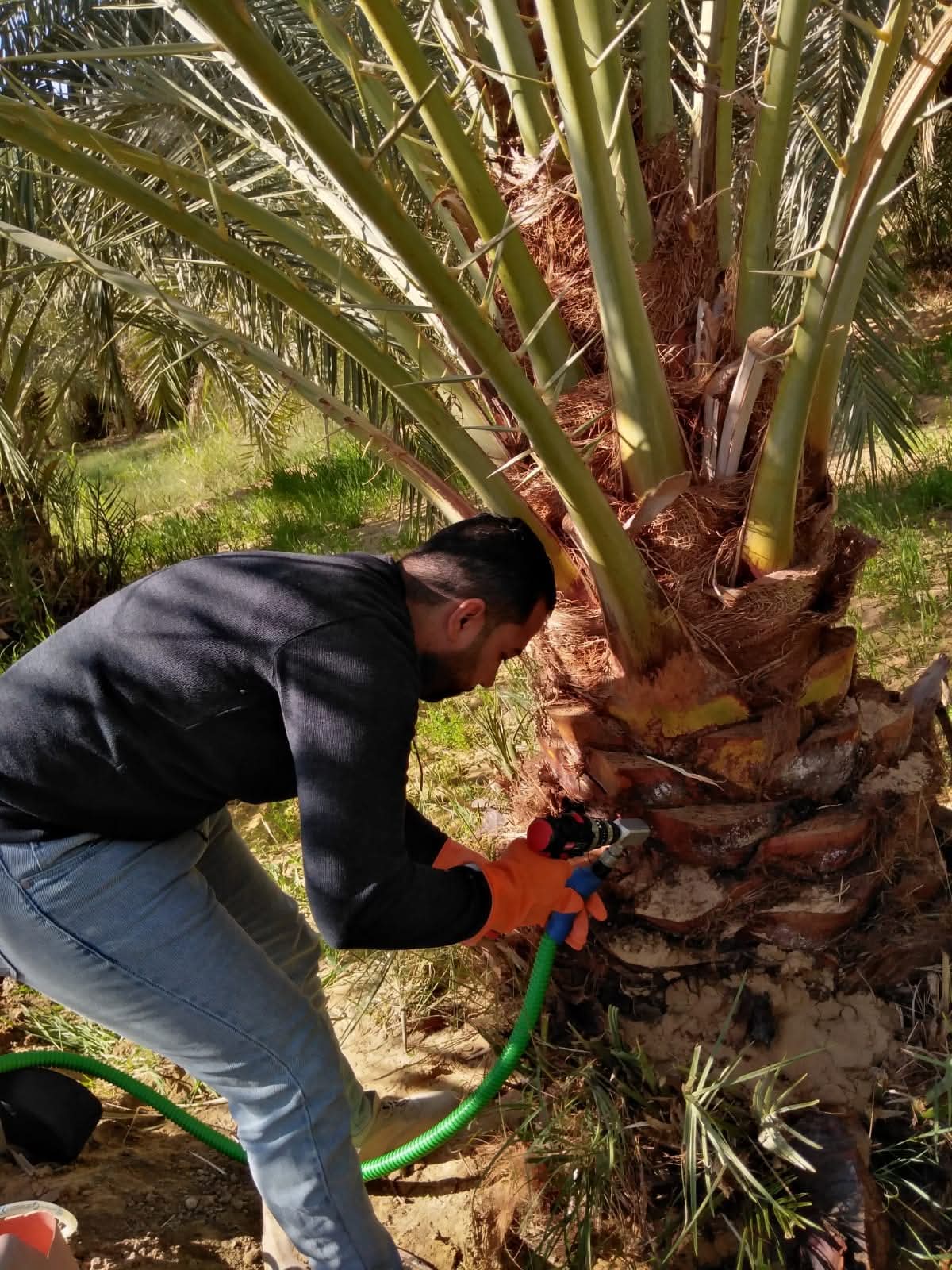 اكبر مبادرة لمكافحة سوسة النخيل بالوادى الجديد