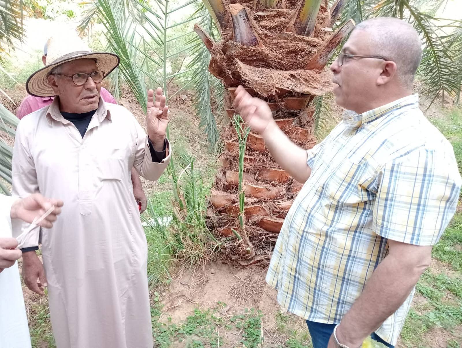 وكيل زراعة الوادي الجديد فى ندوة حقلية