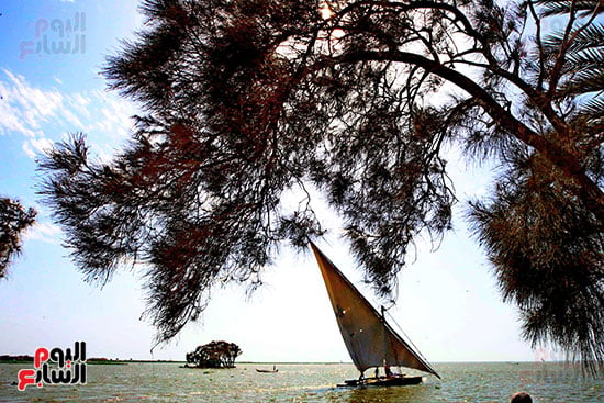 جزيرة الشخلوبة (10)
