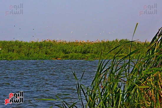 جزيرة الشخلوبة (4)