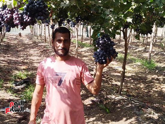 العنب-الأسود