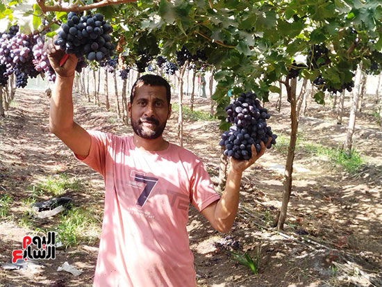 فرحة-الحصاد