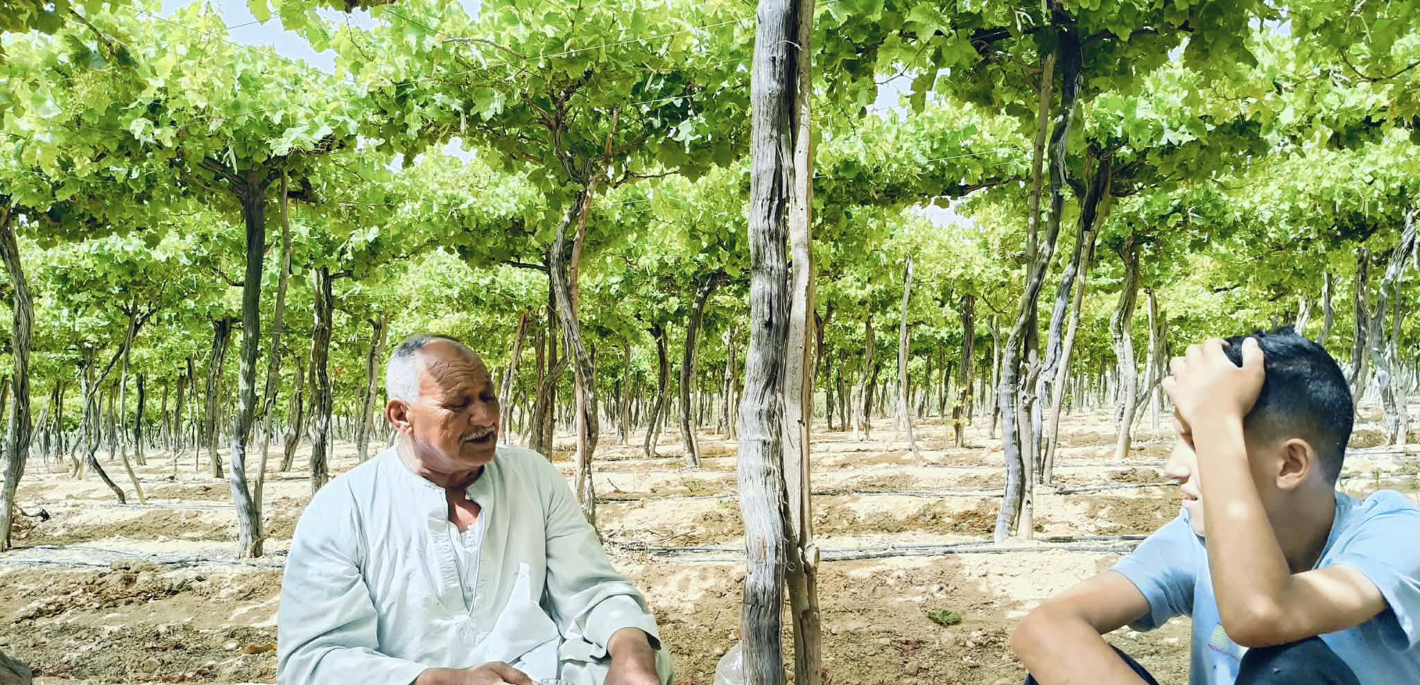 حقول العنب حقول العنب