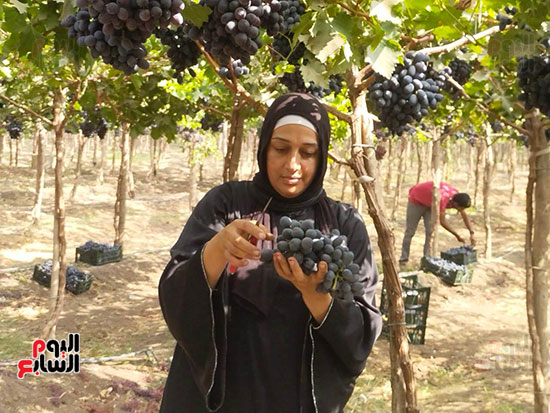 سيدات-العنب