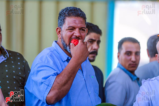 تذوق البطيخ البلدى تذوق البطيخ البلدى
