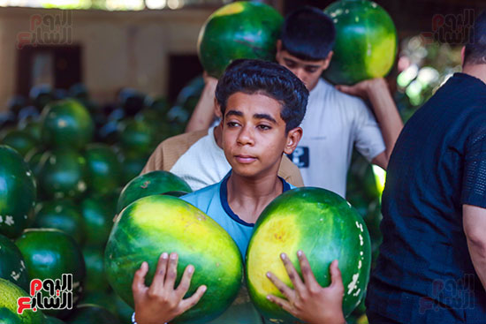 تحميل ونقل البطيخ (2)