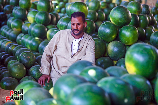 مشترى البطيخ مشترى البطيخ