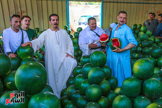 عرض البطيخ للبيع عرض البطيخ للبيع