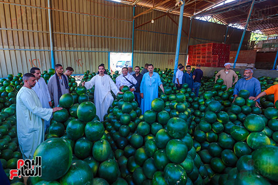 مزاد البطيخ الالبشو مزاد البطيخ الالبشو