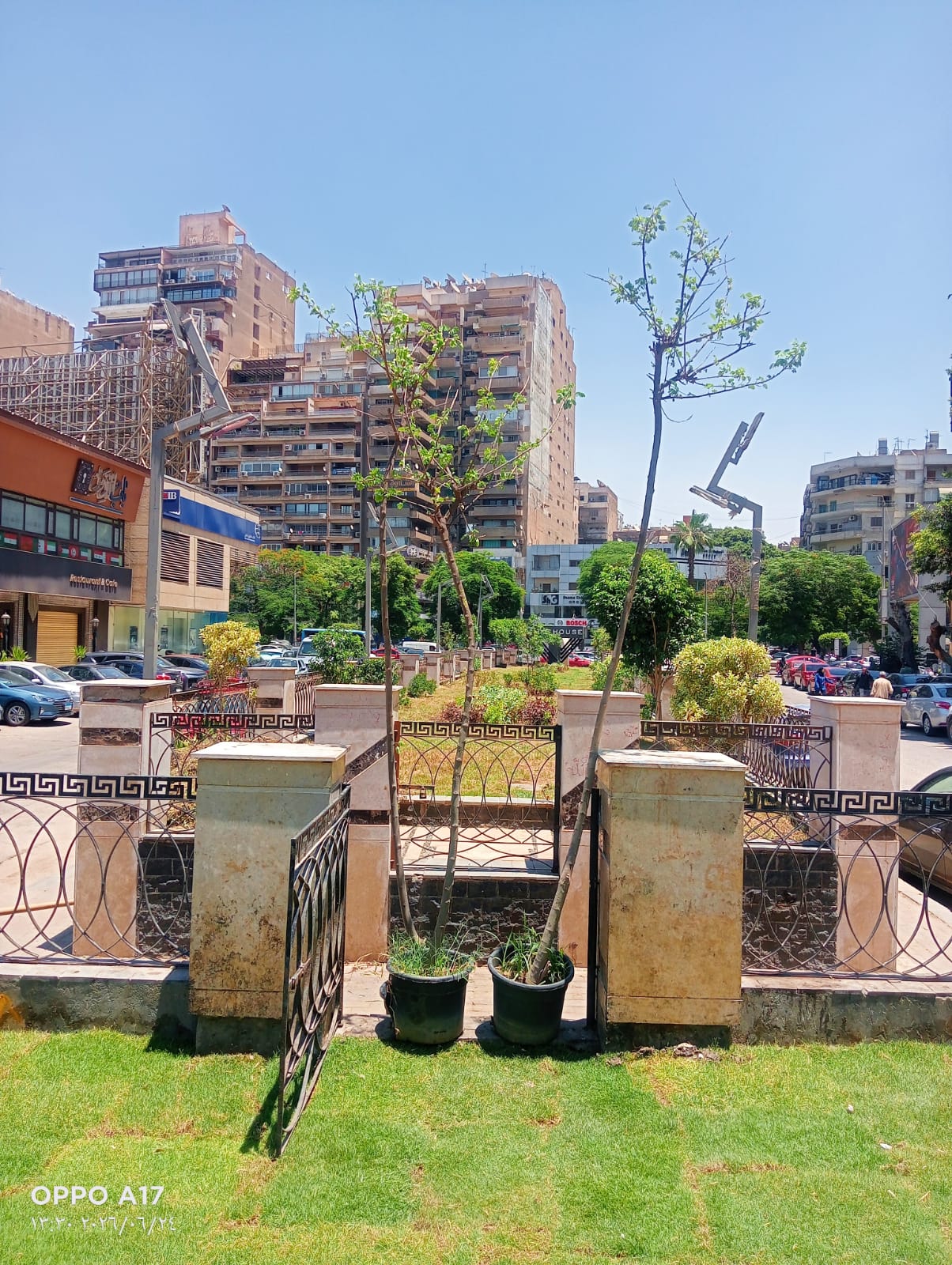 زراعة الجزر الوسطى بالشوارع الرئيسية (2)