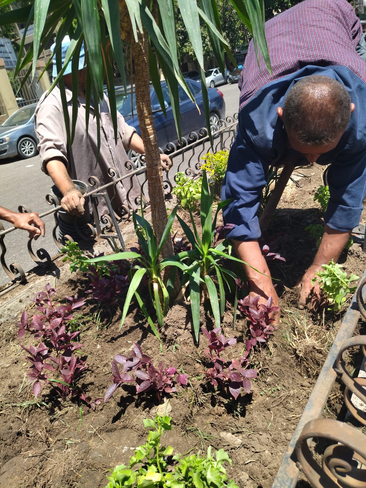 زراعة الجزر الوسطى بالشوارع الرئيسية (1)