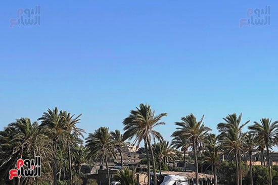 جمال-النخيل-