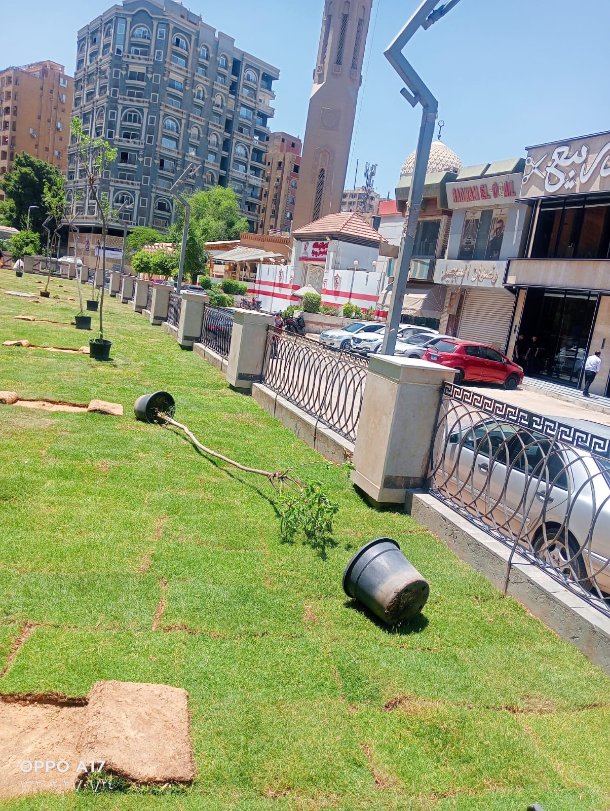 زراعة الجزر الوسطى بالشوارع الرئيسية (4)
