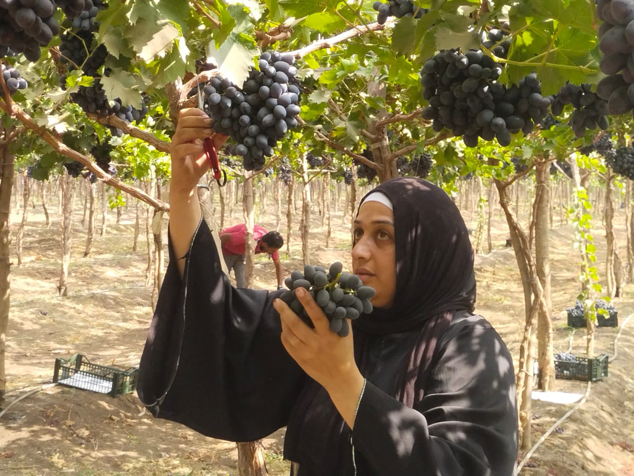 أثناء عملها في المزارع