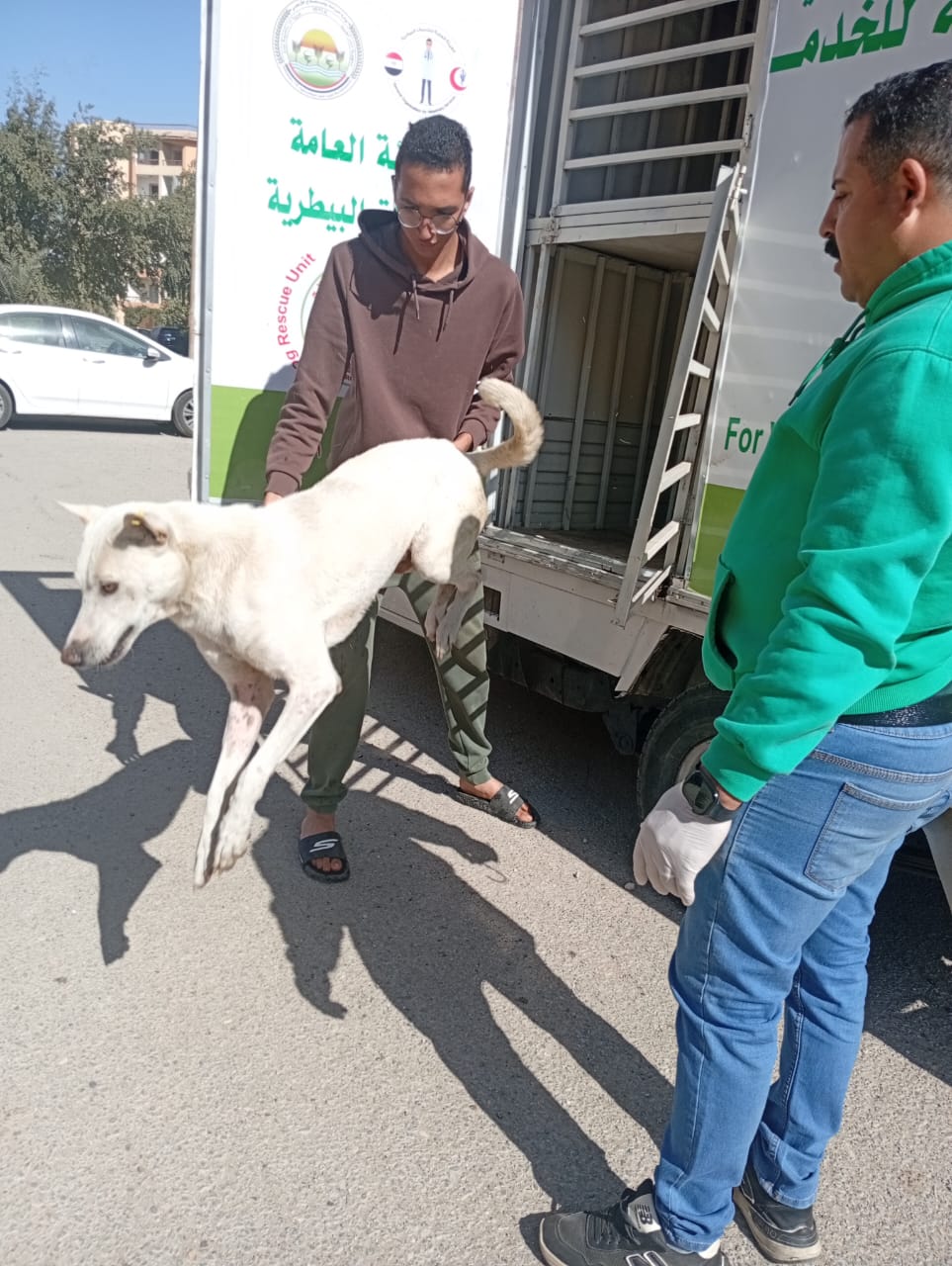 الجيزة تحاصر ظاهرة انتشار الكلاب الضالة (2)