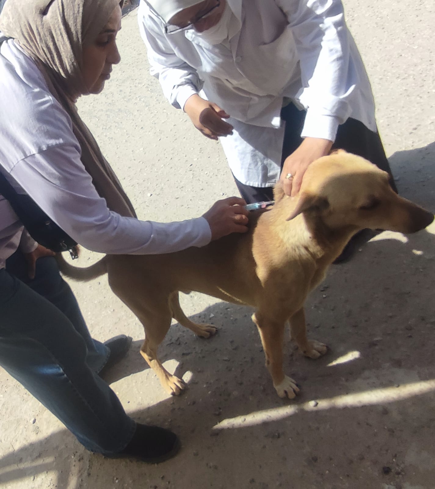 الجيزة تحاصر ظاهرة انتشار الكلاب الضالة (1)