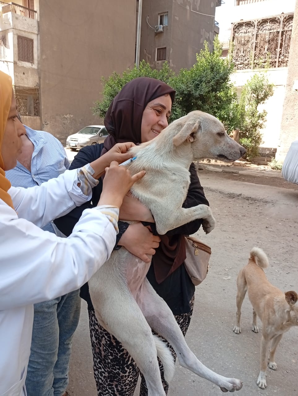 الجيزة تحاصر ظاهرة انتشار الكلاب الضالة (3)