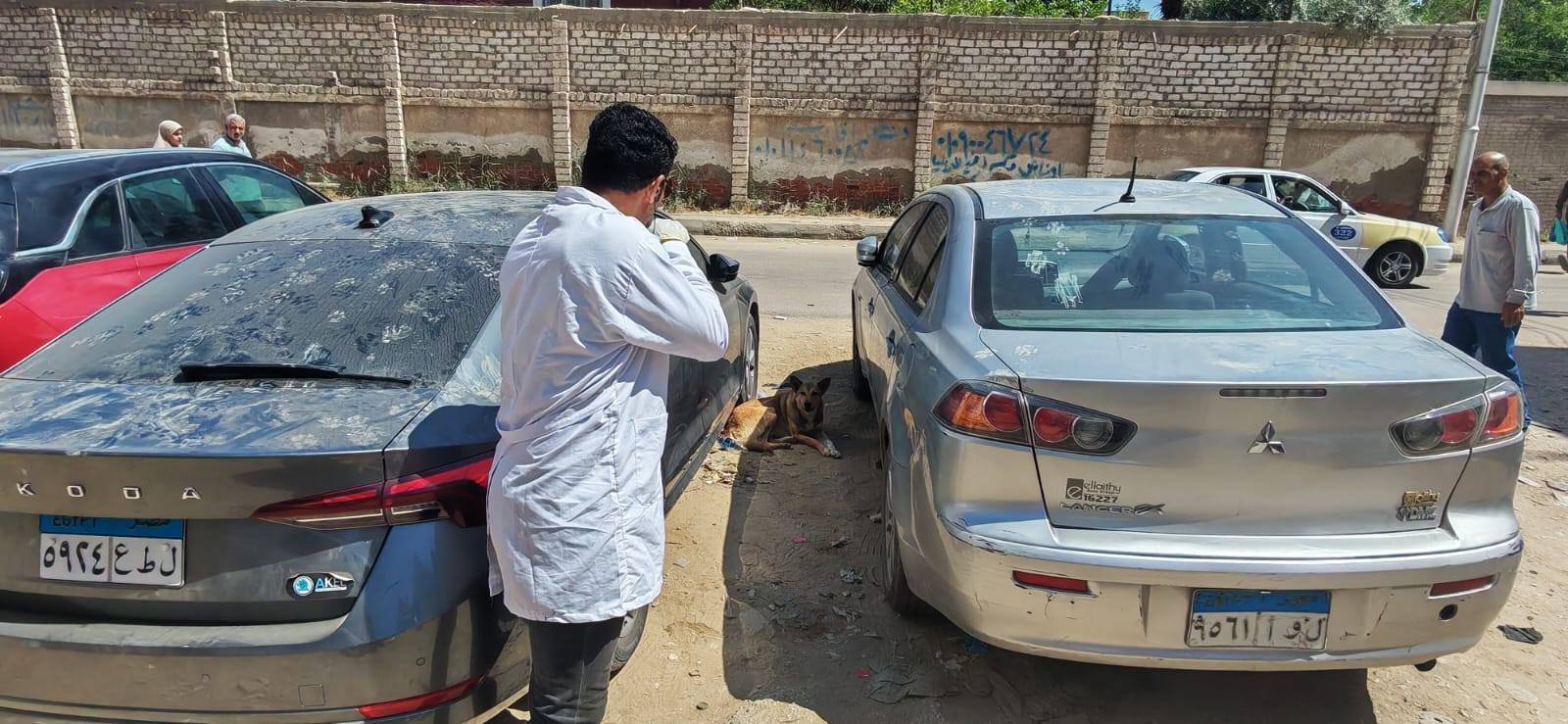 تحصين الكلاب بكفر الشيخ