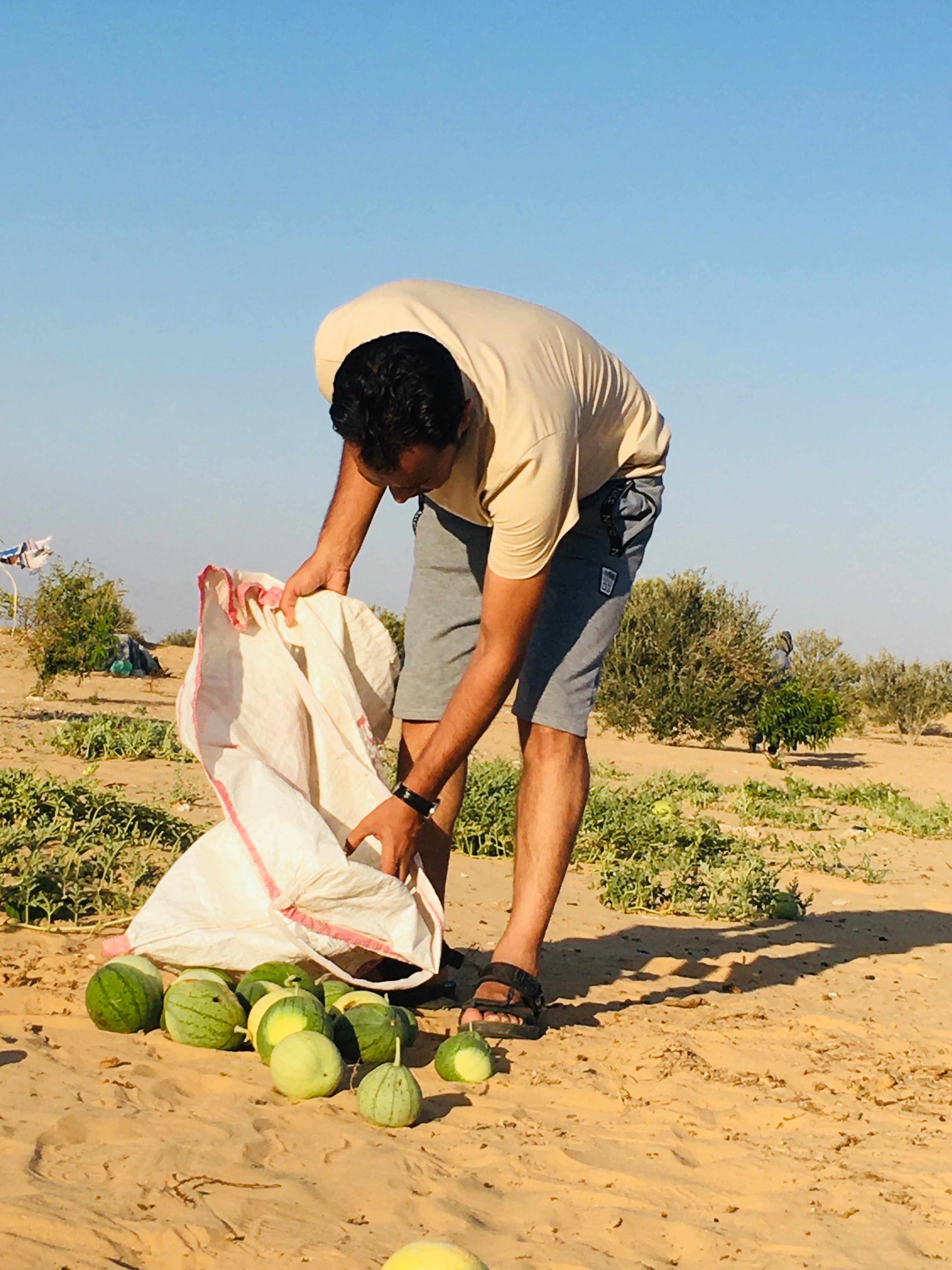اثناء جمع “ الشوي” 
