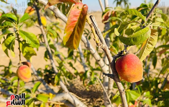 ثمرة-الخوخ- ثمرة-الخوخ-