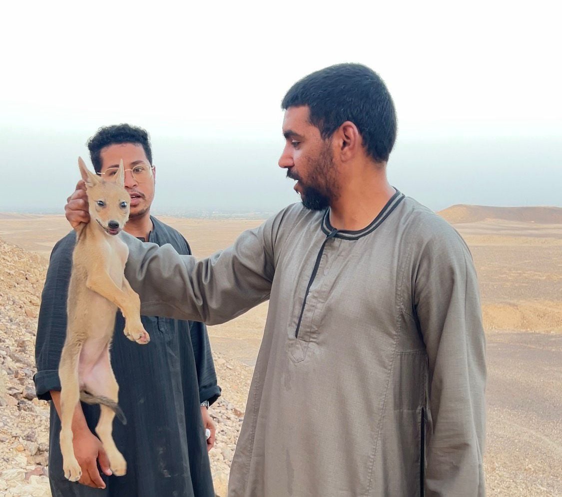 صيد ذئب 