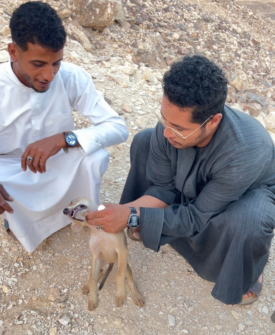 صيد ذئب صغير 