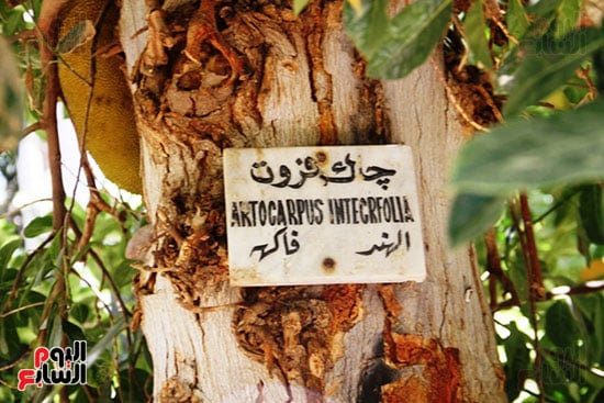 شجرة الجاك فروت شجرة الجاك فروت