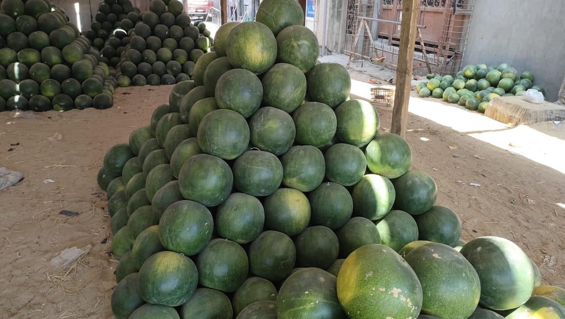 البطيخ