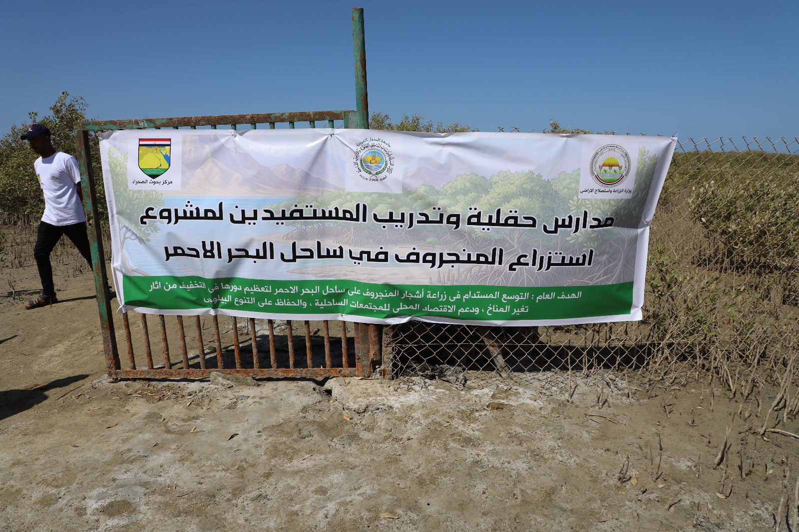 المانجروف
