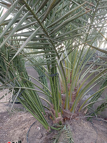 فسايل-النخيل
