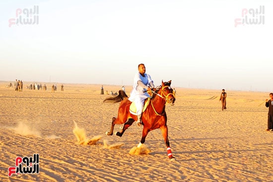 سباقات-الخيول سباقات-الخيول