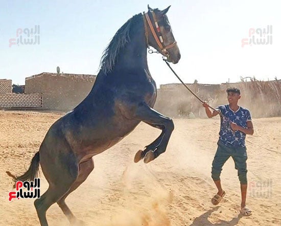 المتعدد المتعدد