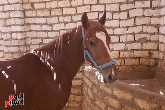 الخيول الخيول