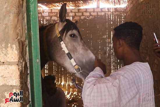 تربية-الخيول_1 تربية-الخيول_1