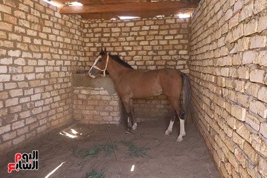 إسطبل-الخيول إسطبل-الخيول
