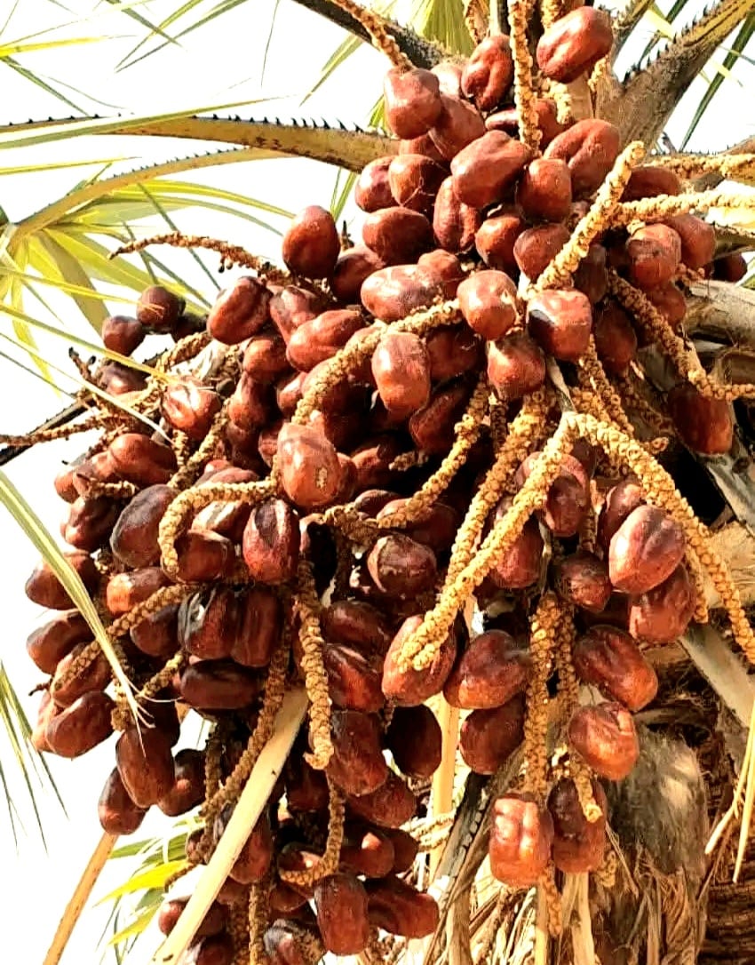 عرجون الدوم محمل بالثمار