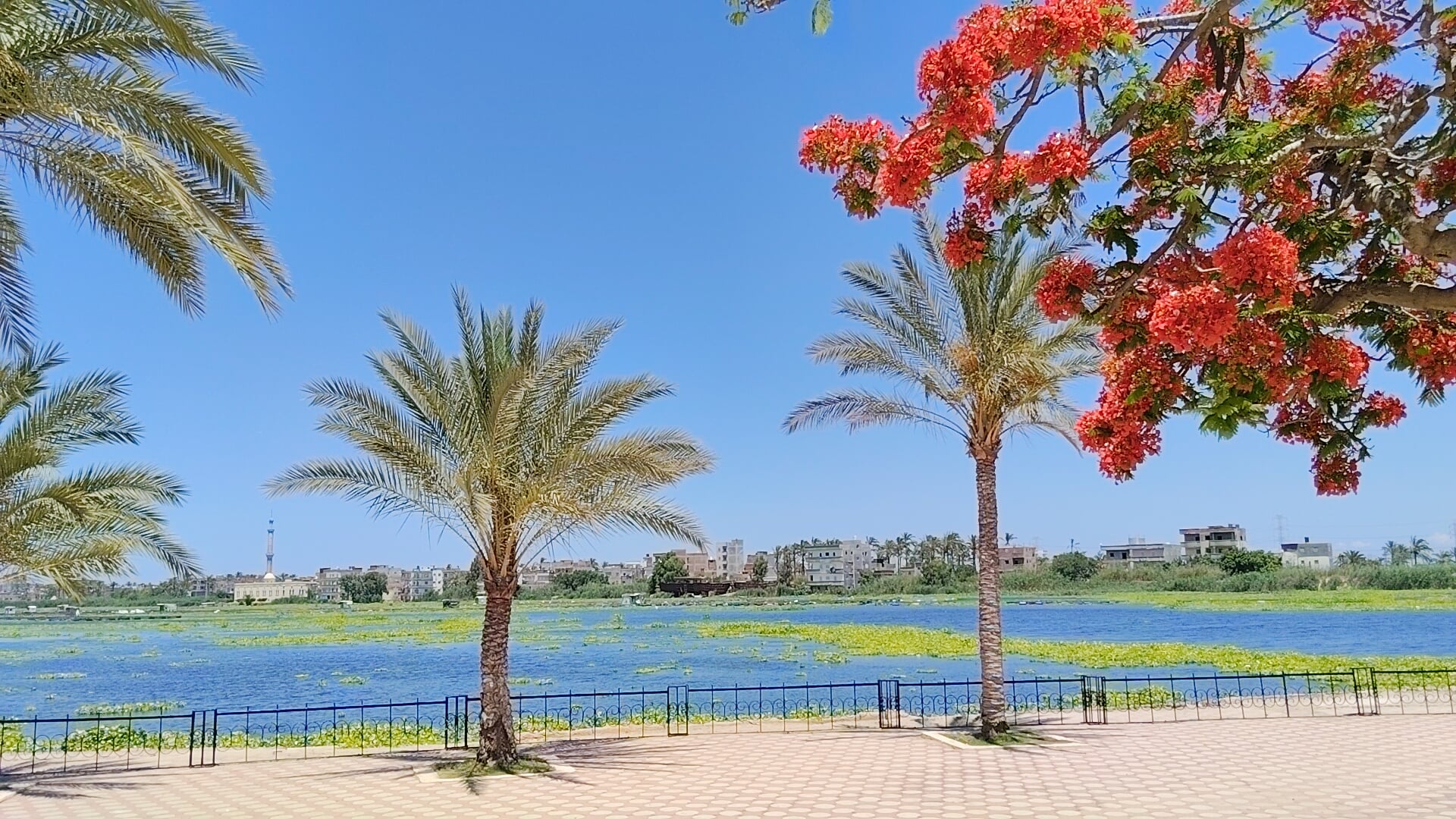نهر النيل بمدينة رشيد نهر النيل بمدينة رشيد