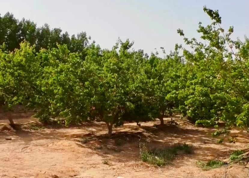 اشجار العنب