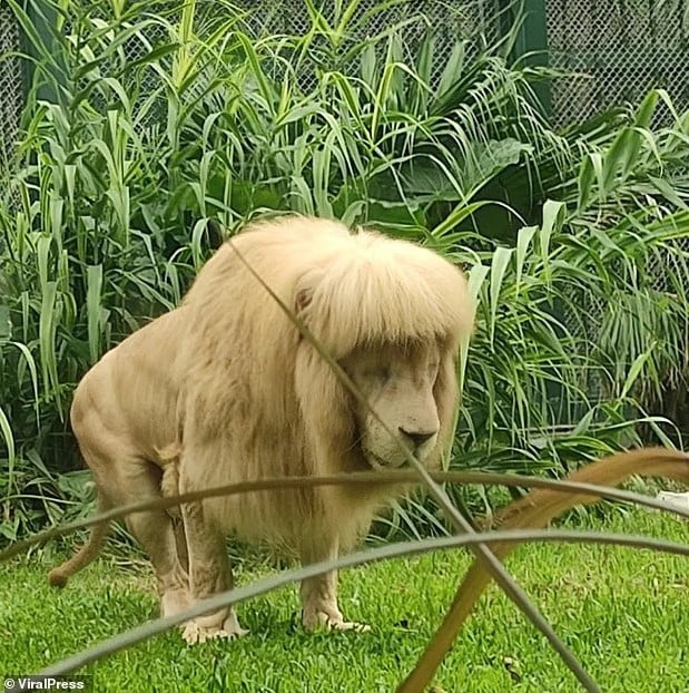 الأسد قبل وفاته