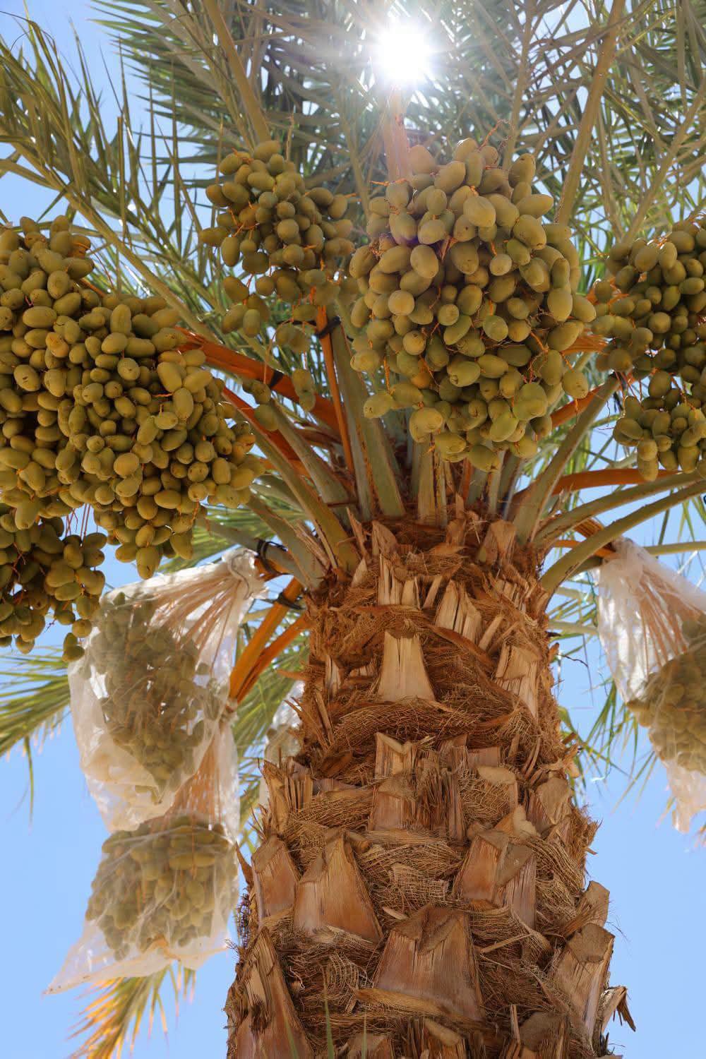 التوسع فى زراعة النخيل بالفرافرة