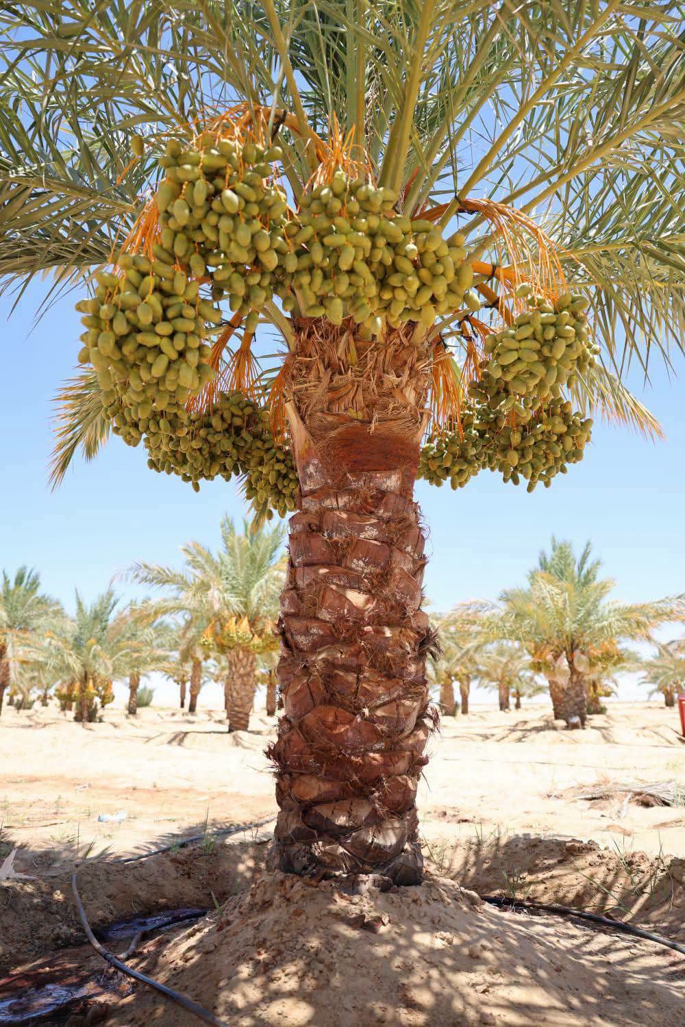 زراعة نخيل البارحى فى عين دلة