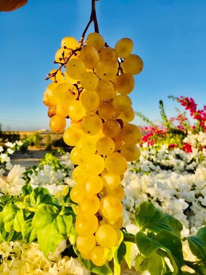 عناقيد العنب في الشيخ زويد
