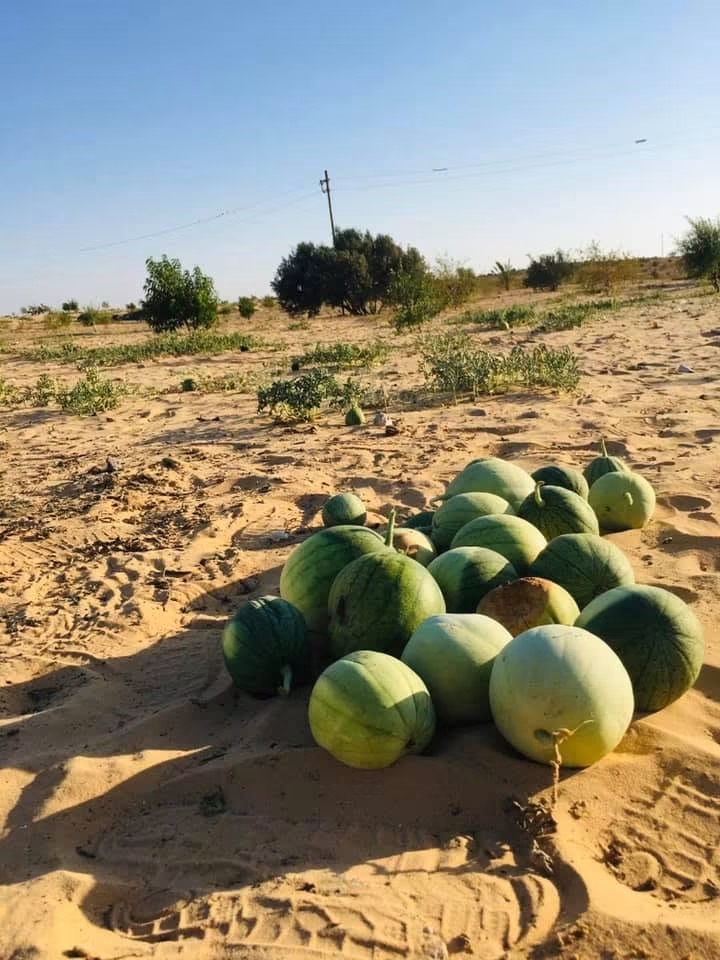 البطيخ البلدي الصيفي
