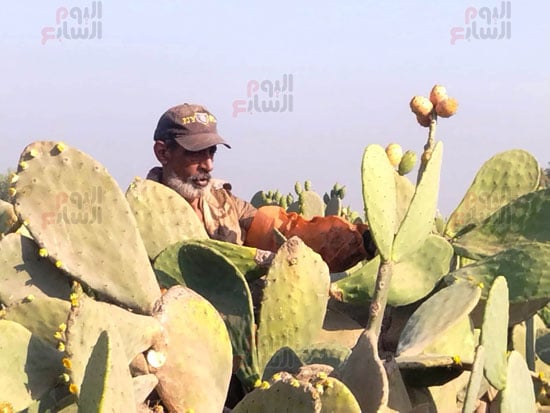 جانب-من-الحصاد جانب-من-الحصاد