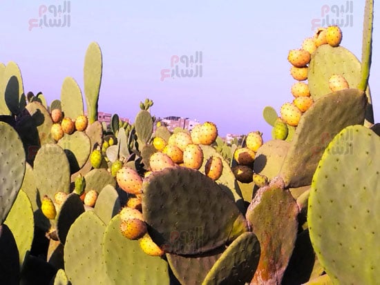 التين-الذهبي التين-الذهبي