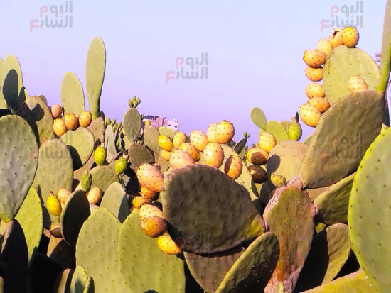 ثمرة-التين-الذهبية-تزين-الأشجار ثمرة-التين-الذهبية-تزين-الأشجار