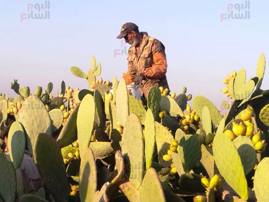 الوقوف-على-الأشواك الوقوف-على-الأشواك