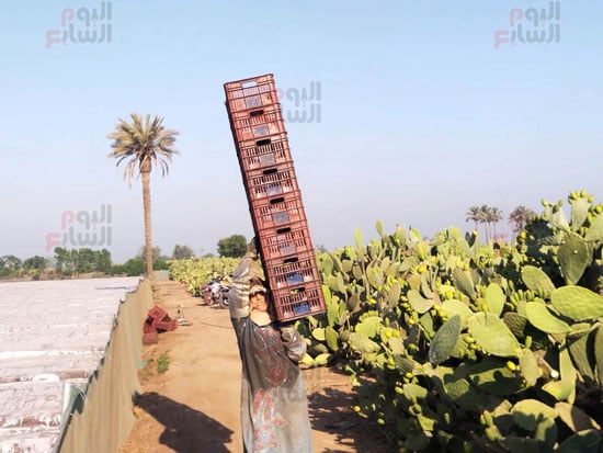 العمالة-بالموسم العمالة-بالموسم
