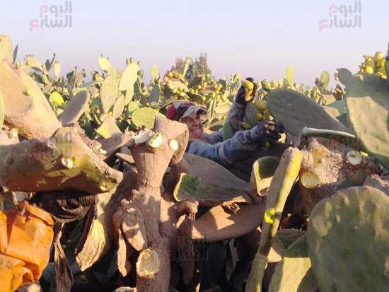عناء-الحصاد-من-وسط-الأشواك عناء-الحصاد-من-وسط-الأشواك